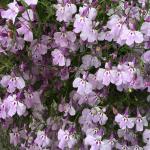 Лобелия эринус Ривьера Лилак 5шт