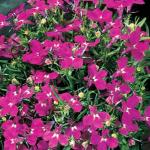 Лобелия эринус Ривьера Роуз 5шт