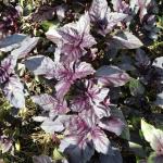 Базилик овощной Арарат 0,5гр