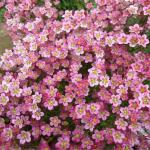 Камнеломка Арендса Хайлендер Роуз Шейдс 5шт