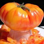 Восторг Арканзаса 10шт