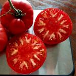 Томат Загорско воловье око 10шт