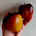 Томат Ананасный сержант 10шт