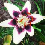 ЛИЛИЯ. Азиатские гибриды / серия Tango