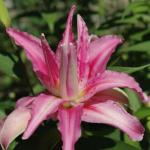 ЛИЛИЯ. Азиатские гибриды / Махровые