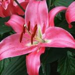 ЛИЛИЯ. Восточные гибриды