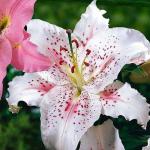 ЛИЛИЯ. Восточные гибриды