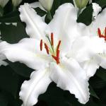 ЛИЛИЯ. Восточные гибриды