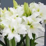 АМАРИЛЛИСЫ МАХРОВЫЕ