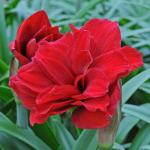 АМАРИЛЛИСЫ МАХРОВЫЕ