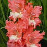 Гладиолусы ГОФРИРОВАННЫЕ 90-120 см