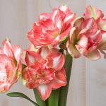 АМАРИЛЛИСЫ МАХРОВЫЕ