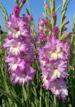 Гладиолусы ГОФРИРОВАННЫЕ 90-120 см