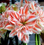 АМАРИЛЛИСЫ МАХРОВЫЕ