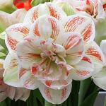 АМАРИЛЛИСЫ МАХРОВЫЕ