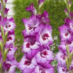 Гладиолусы ГЛЭДДИС / Gladdies® (старое название ГЛАМИНИ)