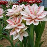 АМАРИЛЛИСЫ МАХРОВЫЕ