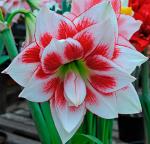 АМАРИЛЛИСЫ МАХРОВЫЕ