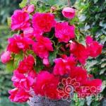 Гладиолусы ГЛЭДДИС / Gladdies® (старое название ГЛАМИНИ)