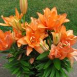 ЛИЛИЯ. Aзиатские гибриды Серия Tiny, Высота 40 см
