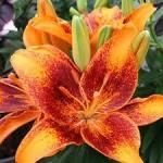 ЛИЛИЯ. Aзиатские гибриды Серия Tiny, Высота 40 см