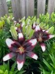 ЛИЛИЯ. Aзиатские гибриды Серия Tiny, Высота 40 см