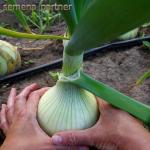 Лук репчатый Эксибишен