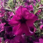 Петуния "Вивальди" Тайна F1 ампелельная пурпурная