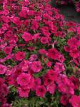 Петуния  "Амбре" Розетта F1 каскадная розовая