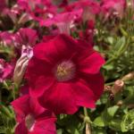 Петуния  "Амбре" Розетта F1 каскадная розовая