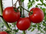 Томат Фаворит F1