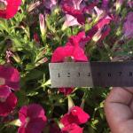 Петуния  "Лагуна" Ирен F1 каскадная розовая с глазком