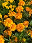 Бархатцы отклоненные Бонанза Голд