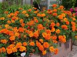 Бархатцы отклоненные Бонанза Дип Оранж