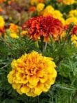 Бархатцы отклоненные Строберри Блонд