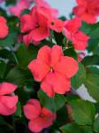 Бальзамин F1 Уоллера крупноцветковый Фабиола Салмон