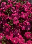 Петуния  "Супремо" Эмилия F1 полуампельная тёмно-розовая