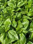 Базилик овощной Мистер Грин