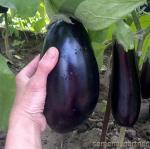 Баклажан Эпик F1