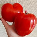 Томат Гномьи шляпки 10шт