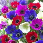Анемона корончатая Де Каен (Anemone coronaria de Caen Mixed), смесь 5 шт (разбор 6/7)