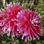 Георгина декоративная Дарк Хорс (Dark Horse), 1 шт