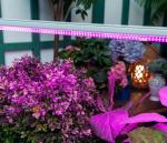 Uniel фито св-к св/д для рассады 35W 53мкм/с, выкл. кр-син/фиол свеч L=1200 ULI-P21-35W/SPSB IP40