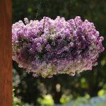 Алиссум приморский Клиа Кристалл Лавендер Шейдс 5шт