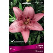 Лилия ЛА-гибрид