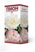 Пион молочноцветковый