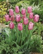 Тюльпан Мистресс (Tulipa Mistress), 5 шт (разбор 11/12)