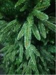 ALPINE FIR 210 см. Искусственная елка Forest Market (PE + ПВХ)