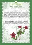 Мазь Сабельника (при заболеваниях суставов, остеохондрозе)