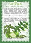 Мазь Грецкий орех и ним (при грибке кожи, ногтей, демодекозе)